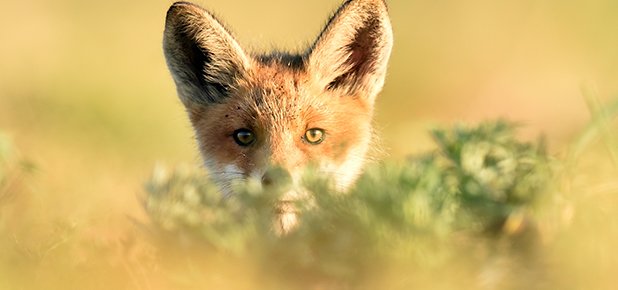 fox4
